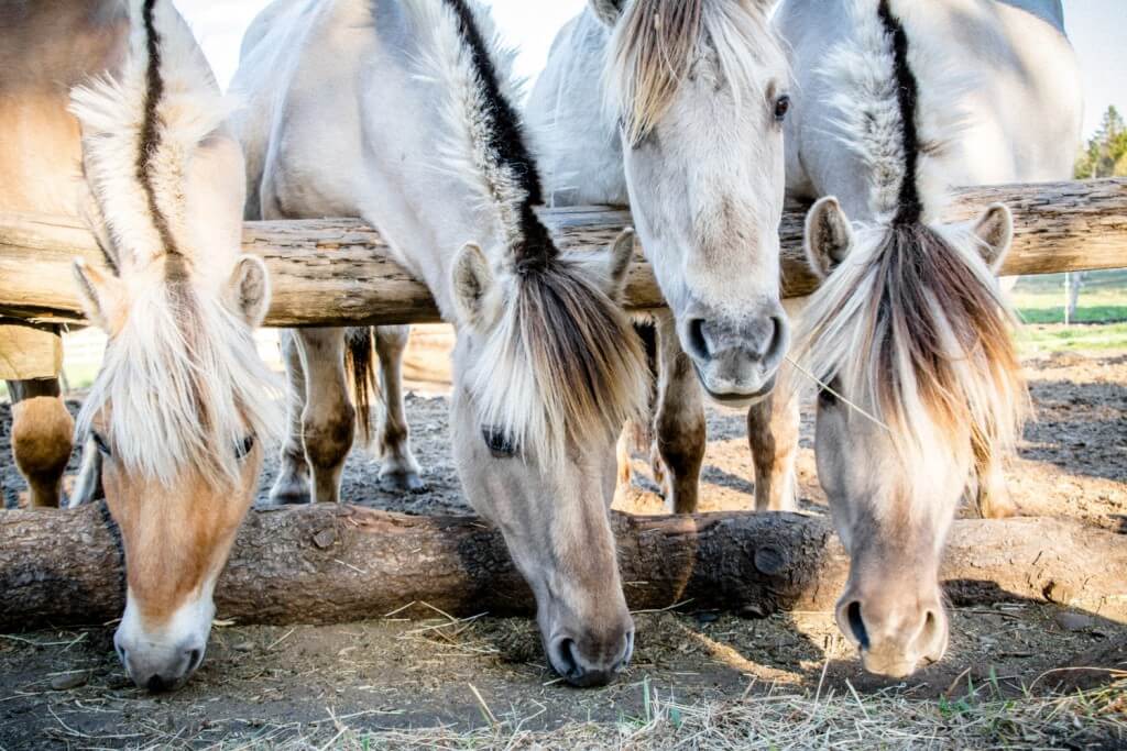 Three horses with white and brown coats grazing together in an outdoor enclosure