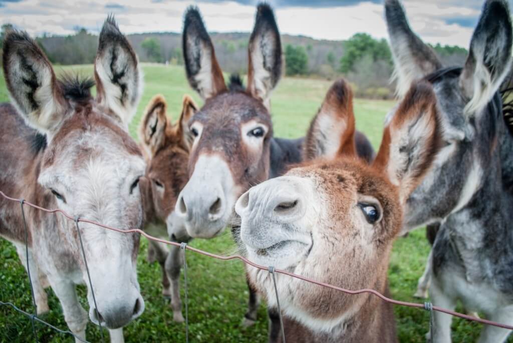 Close-up of donkeys gathered at fence in green pasture landscape