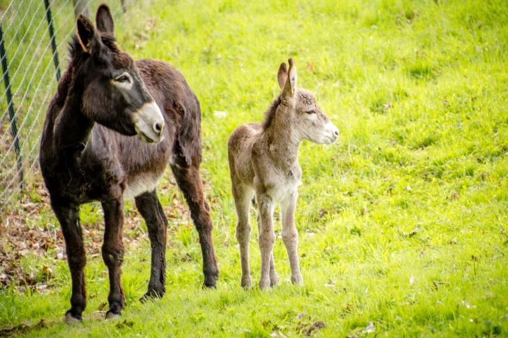 Adult donkey and young foal standing together in a green pasture