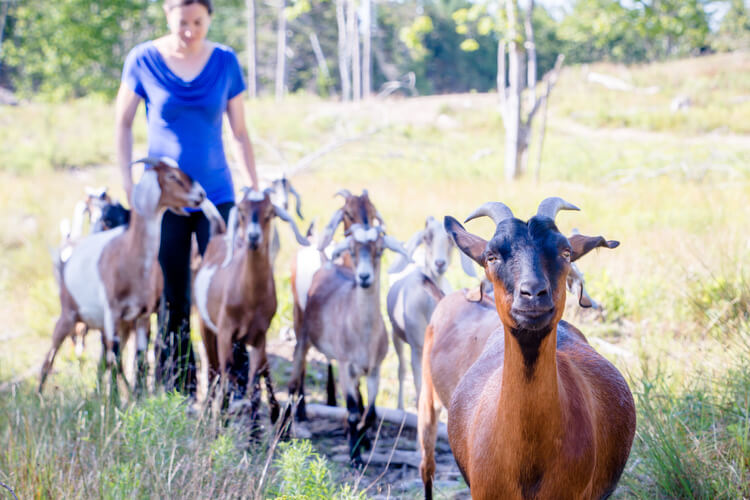 Woman in blue shirt herding goats on grassy field with trees.