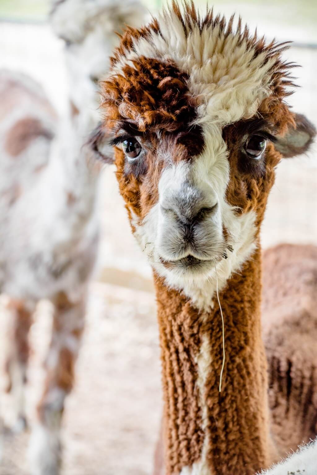 Close-up of brown and white alpaca with fluffy hair looking at camera.