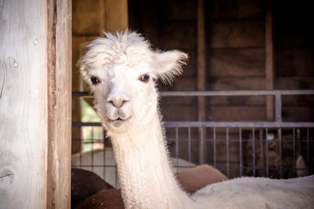 White llama with fluffy face peering over fence in wooden enclosure