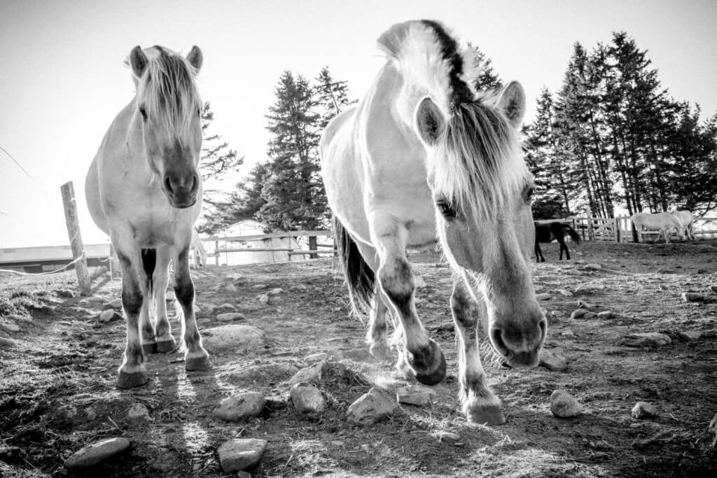 Two white horses walking in rural pasture with trees and fencing in background