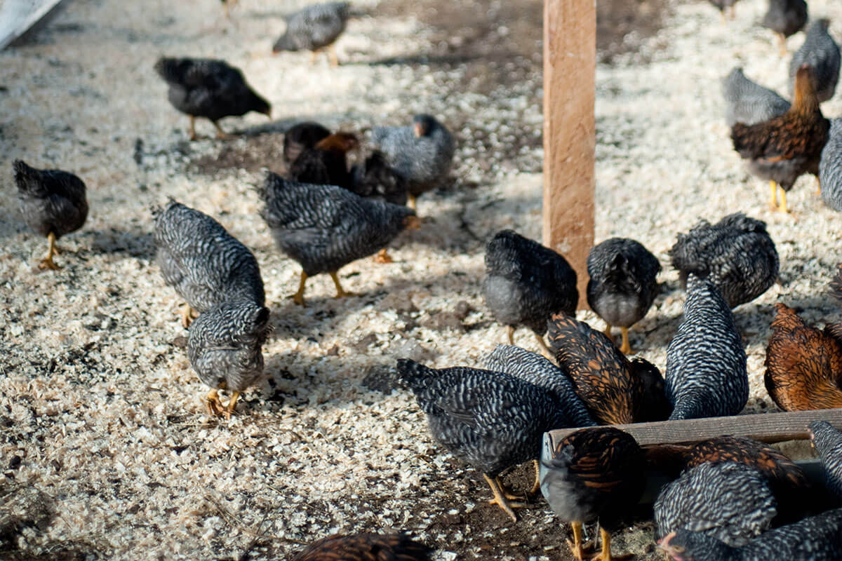 This image has an empty alt attribute; its file name is FrithFarm-web2.jpg