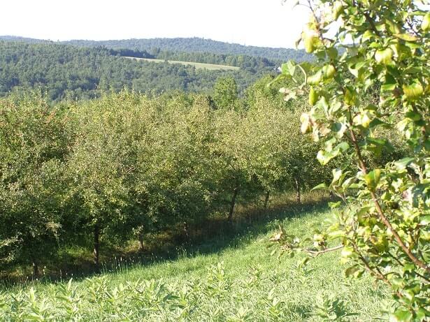 Sunlit orchard with green foliage and distant forested hills under clear sky