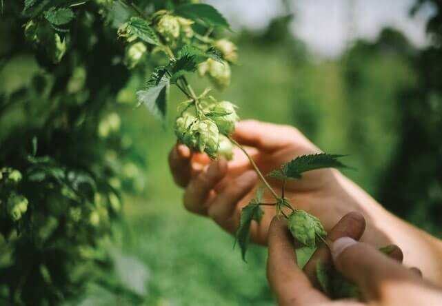 Hand examining fresh green hops in a lush agricultural field