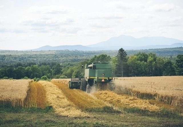 Green combine harvester harvesting wheat in golden field with mountains and forest background.