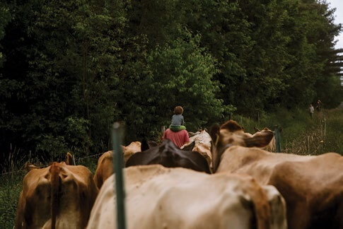 Rider on horseback surrounded by horses in a lush green forest setting