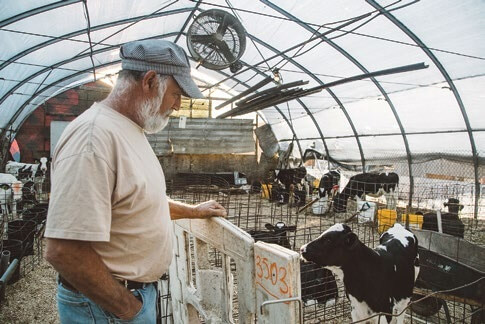 Farmer in cap checks cattle in greenhouse-like barn with large fan