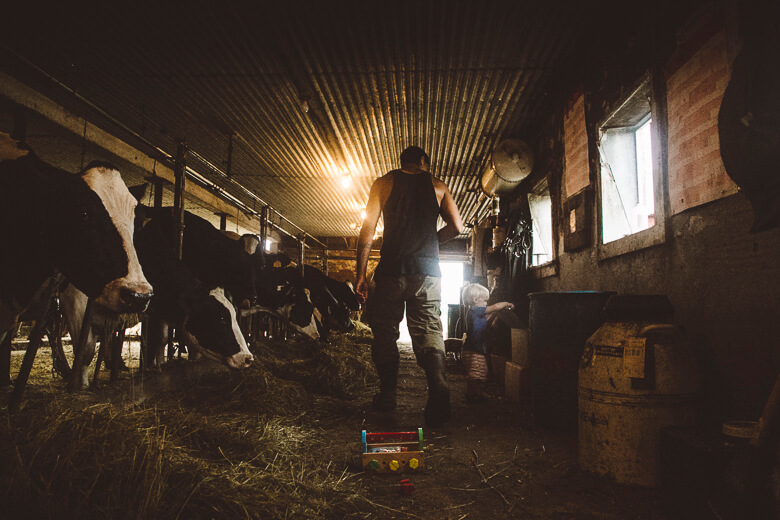 Farmer working in dimly lit barn with dairy cows standing in straw