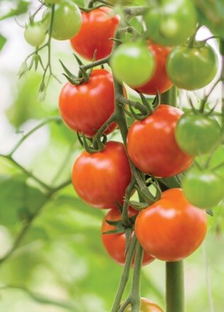 Ripe red tomatoes and green unripe tomatoes on vine with leaves
