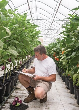 Man examining plants in greenhouse rows with produce baskets below