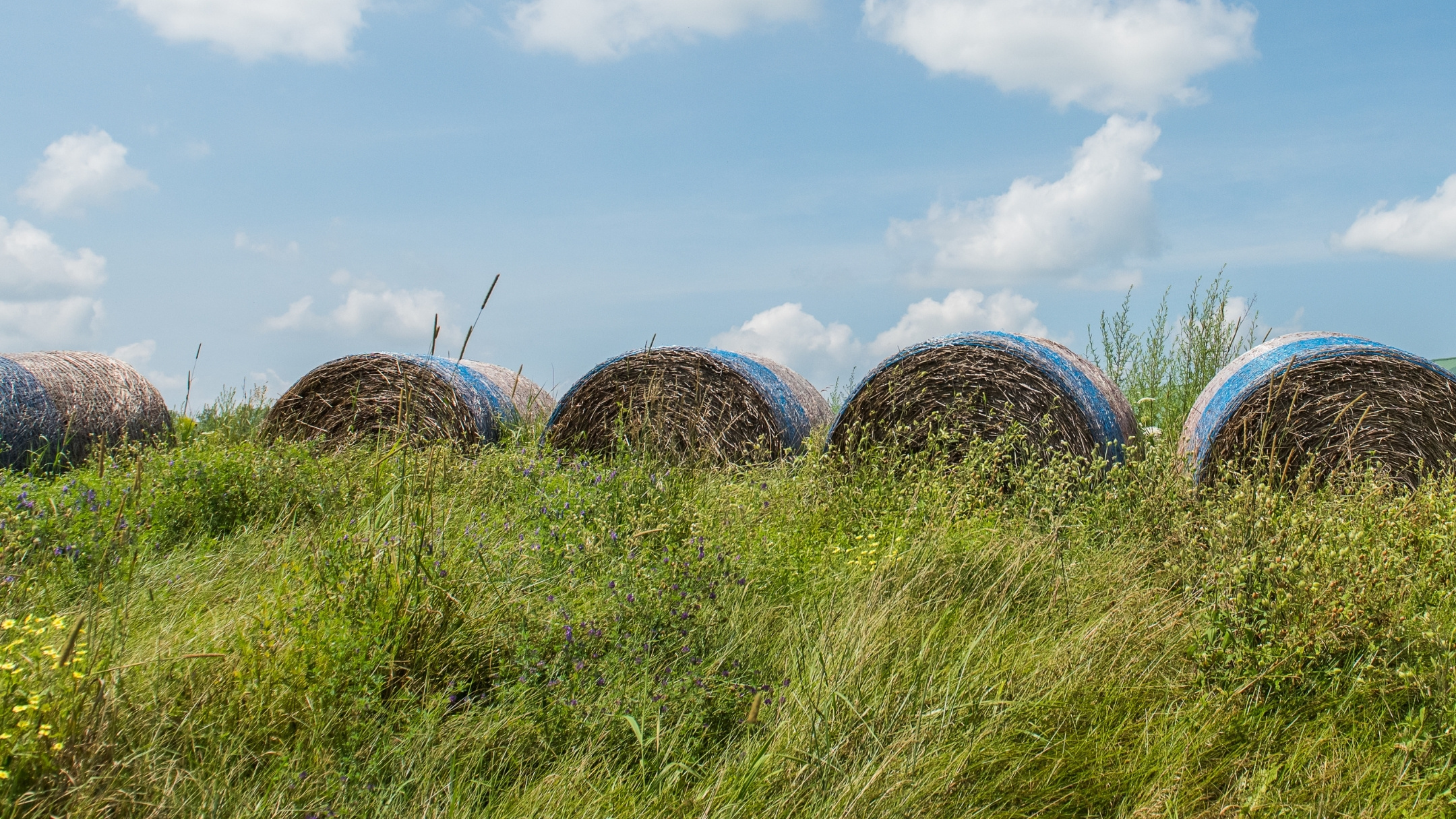 What is the Voluntary Municipal Farm Support Program? (Webinar)