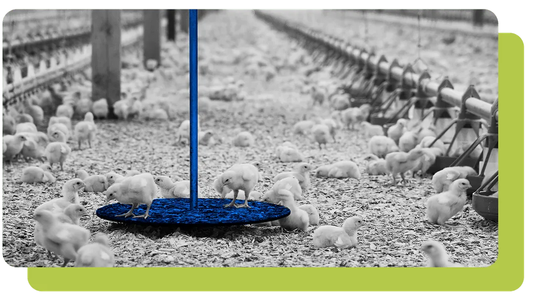 bird scale 