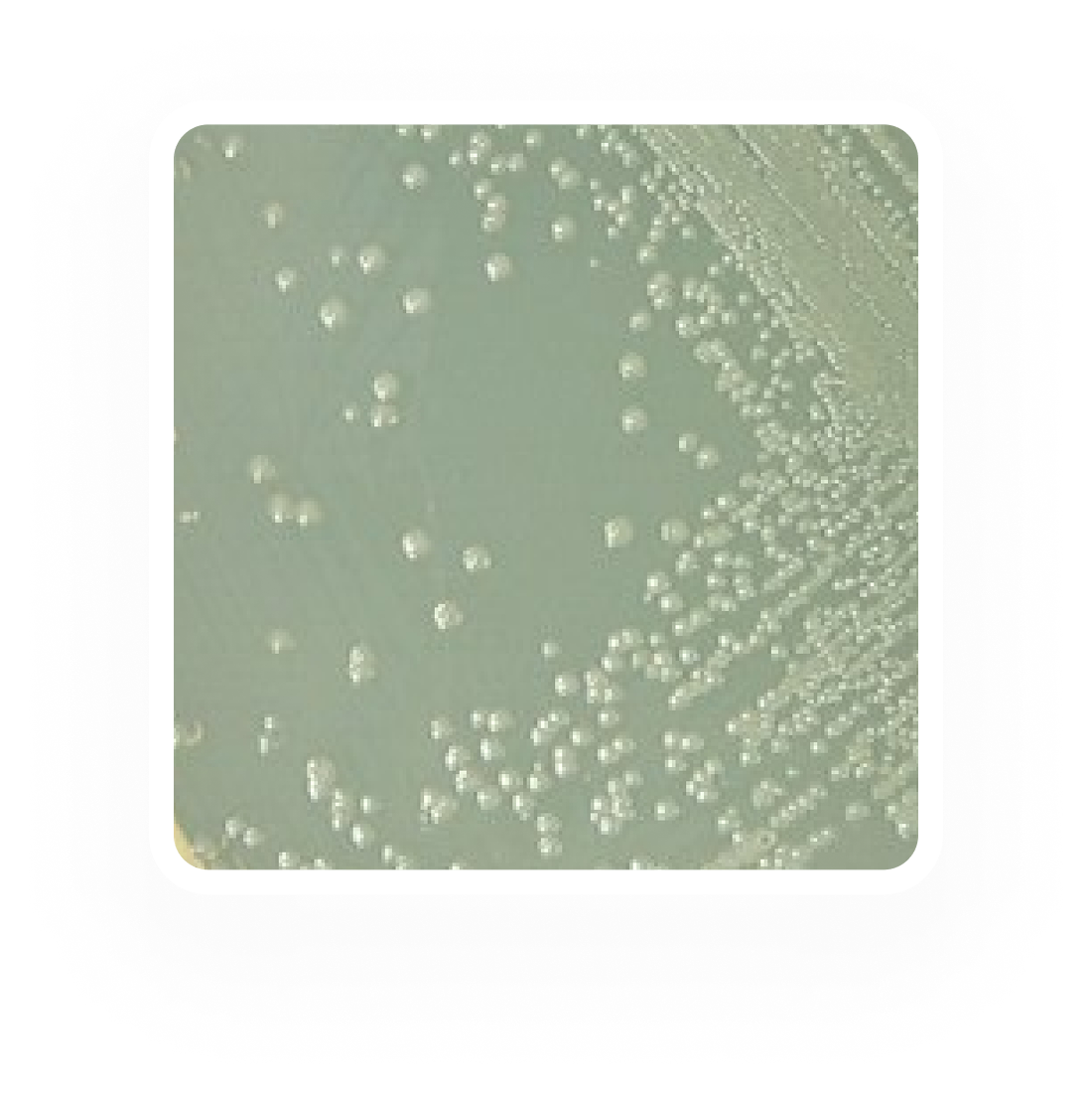 Alicyclobacillus - Quantitative - Plate