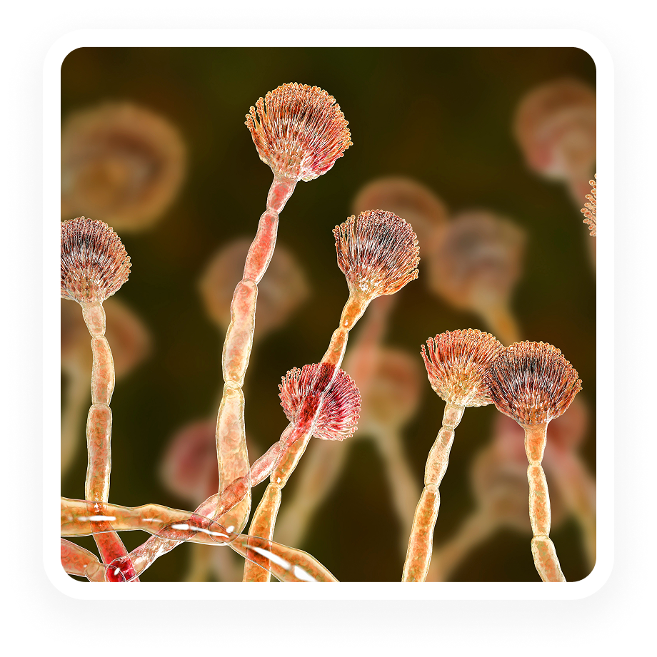 Aspergillus - qPCR