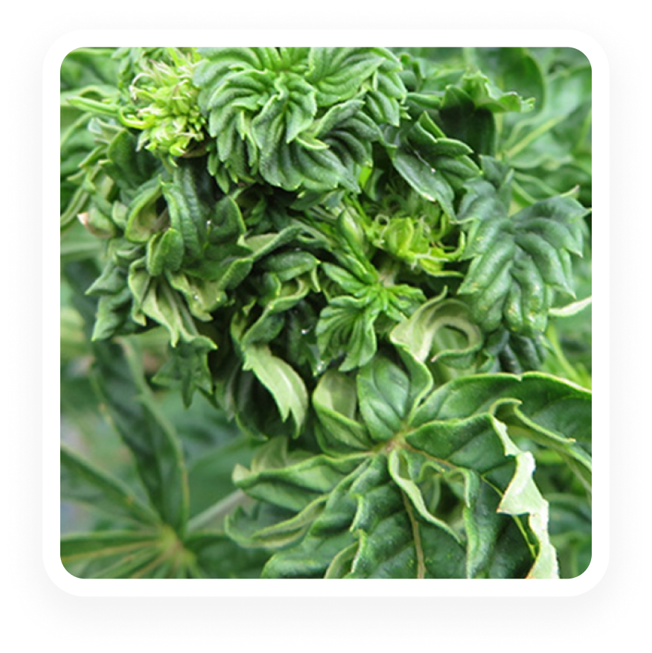 Plant Pathogen - Beet Curly Top Virus