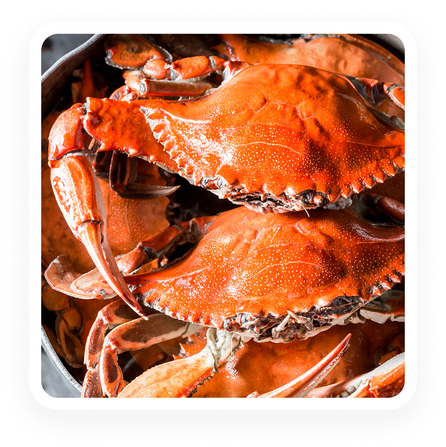 Crustacean - ELISA