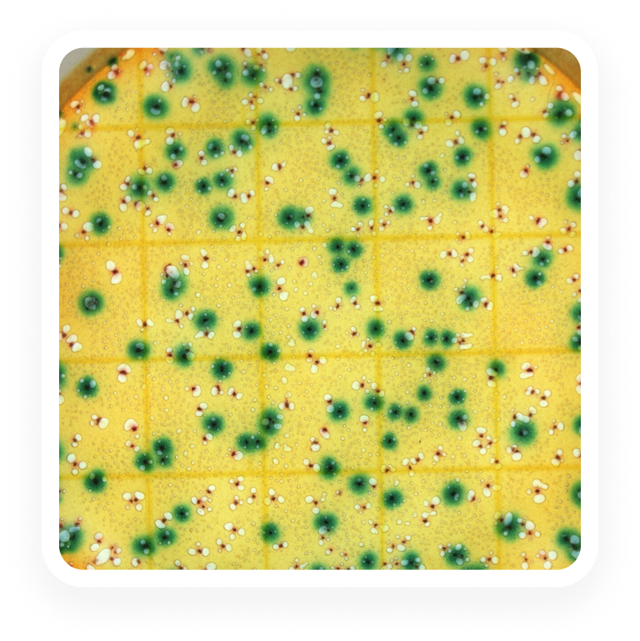 Total Coliforms & E. coli - Plate - 25g - Full Range
