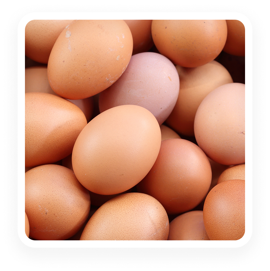 Egg White - ELISA