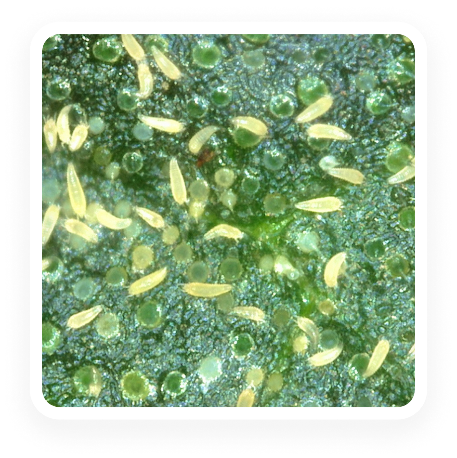 Plant Pathogen - Russet Mites