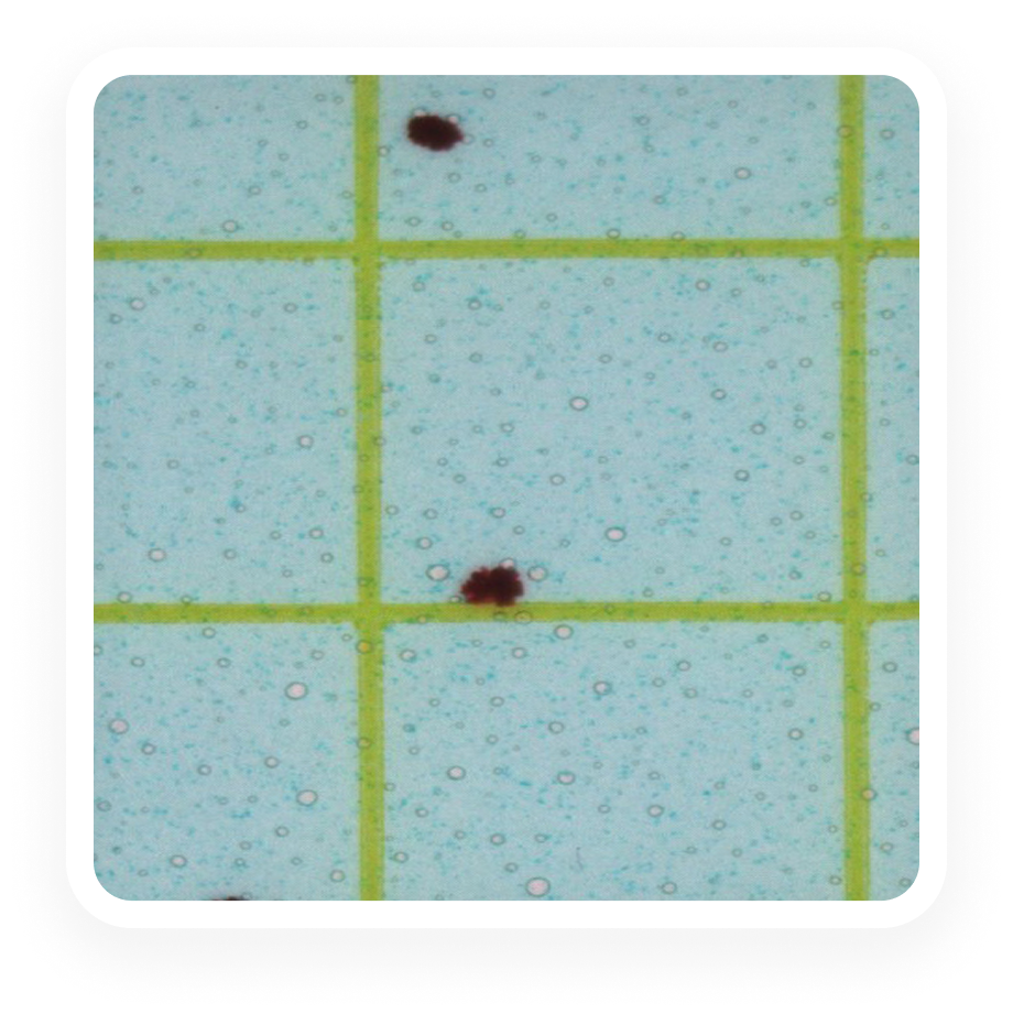 Lactic Acid Bacteria - Plate
