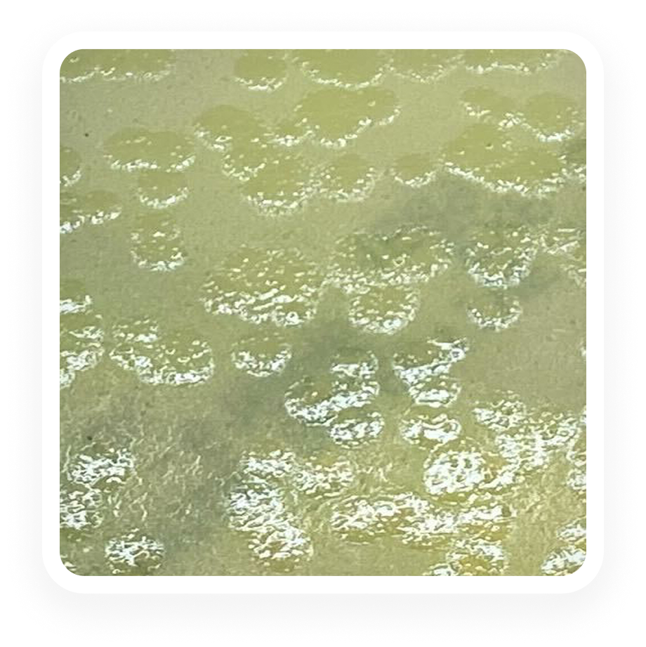Pseudomonas aeruginosa - Plate