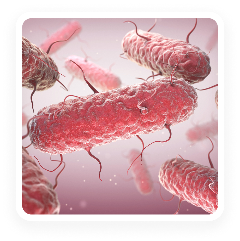 Salmonella - qPCR - 25g