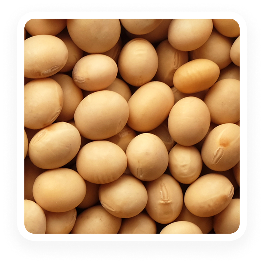 Soy - ELISA