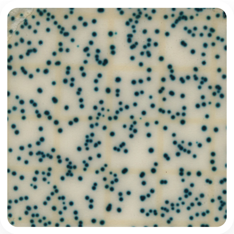 Total Aerobic Bacteria - Plate - 25g - Full Range