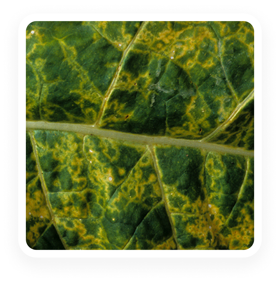 Plant Pathogen - Tobacco Mosaic Virus