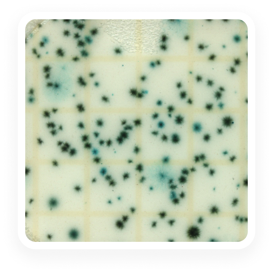 Total Yeast & Mold - Plate - 25g - Full Range
