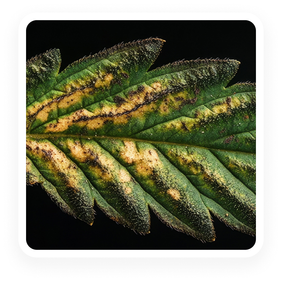 Plant Pathogen - Cannabis Viruses - HLVd, CCV, LCV