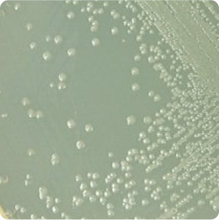 Alicyclobacillus - Quantitative - Plate