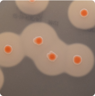 Bacillus Cereus - Plate - 50g
