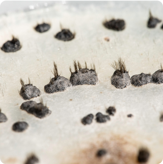 Plant Pathogen - Botrytis cinerea