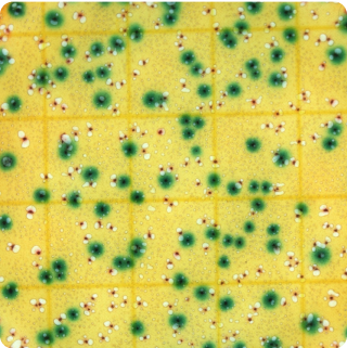 Total Coliforms & E. coli - Plate - 25g - Full Range