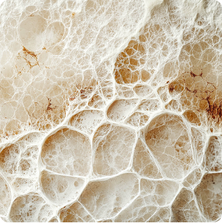 Plant Pathogen - Fusarium oxysporum