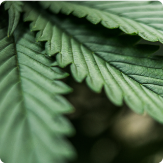 Cannabis Gender