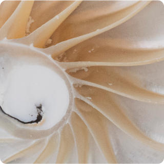 Mollusk - ELISA
