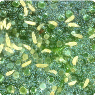 Plant Pathogen - Russet Mites