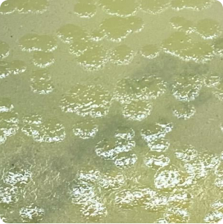 Pseudomonas aeruginosa - Plate