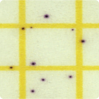 Staphylococcus aureus - Plate - 25g
