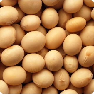 Soy - ELISA