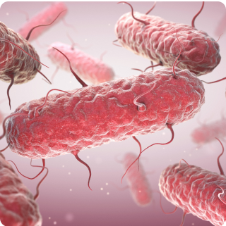 Salmonella spp. - qPCR - 25g
