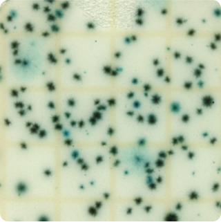 Total Yeast & Mold - Plate - 25g - Full Range