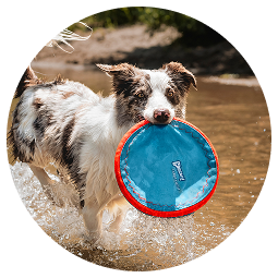 Dog with an object in mouth