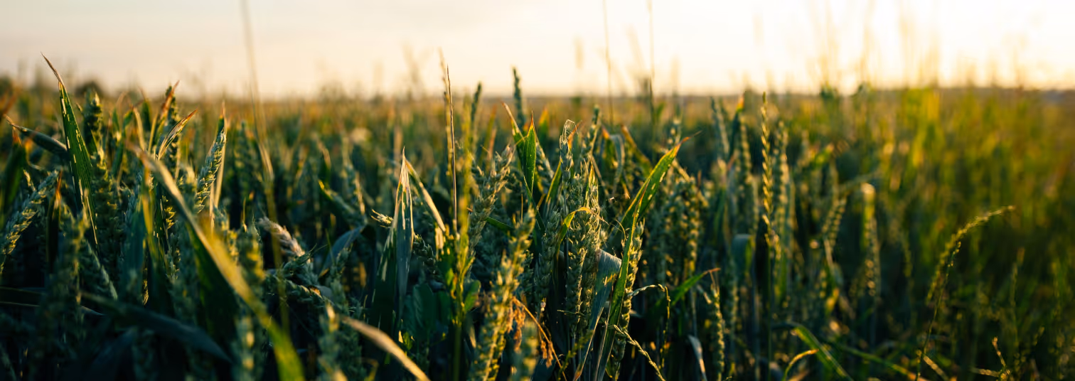 How Ingredion Brazil cut SMETA Audit Preparation in Half with Sunhat