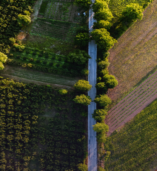 A stunning aerial view of a rural road cutting through vibrant summer farmland with lush greenery