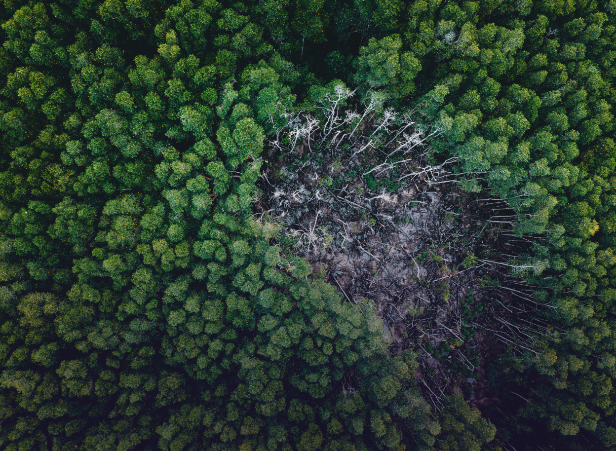 Drone shot capturing a lush green forest surrounding a distinct deforested patch, highlighting ecological impact.
